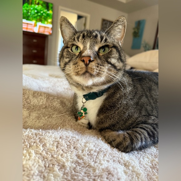 Meet your Posher, Desiree - Picture 4 of 8